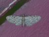 Eupithecia virgaureata